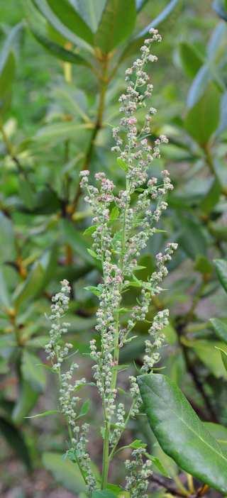 Čeleď Amaranthaceae (laskavcovité) Chenopodium album (merlík bílý) hojně,