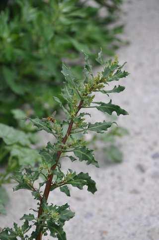 Čeleď Amaranthaceae (laskavcovité) mezi další hojné plevele a