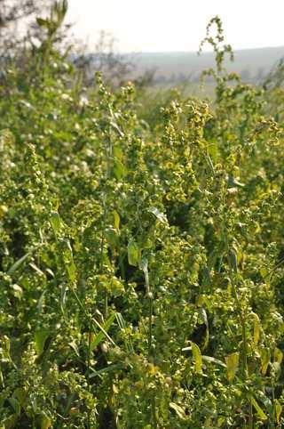 Čeleď Amaranthaceae (laskavcovité) Atriplex (lebeda) má květy