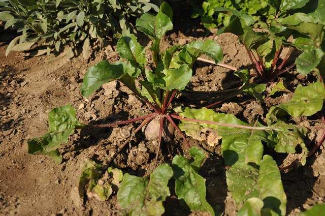 Čeleď Amaranthaceae (laskavcovité) Beta vulgaris (řepa obecná) je dvouletá bylina s růžicí dlouze řapíkatých listů, pěstuje se v různých kultivarech: B.