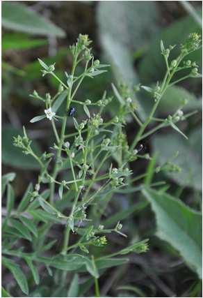Santalales* Family Santalaceae(santálovité) herbs to trees, parasites distribution: worldwide, esp.
