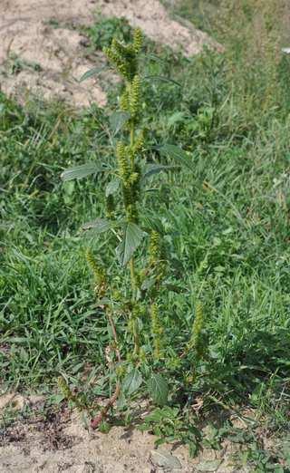 Čeleď Amaranthaceae (laskavcovité)