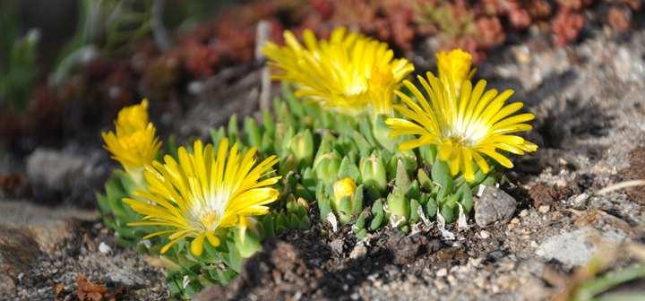 Čeleď Aizoaceae (kosmatcovité)* Mesembryanthemum a