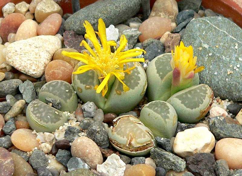 Čeleď Aizoaceae (kosmatcovité)* jako zajímavé sukulenty se pěstují například druhy rodu Lithops