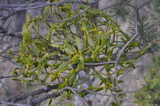 Santalales Family Santalaceae (santálovité)* Viscoideae stem parasites