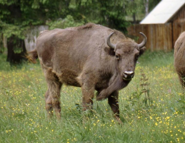 Zubr (Bison b.