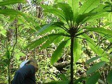 no chemical slug control methods currently approved for forest use in Hawai`i OPEP is also working to increase the population of Cyanea truncata through