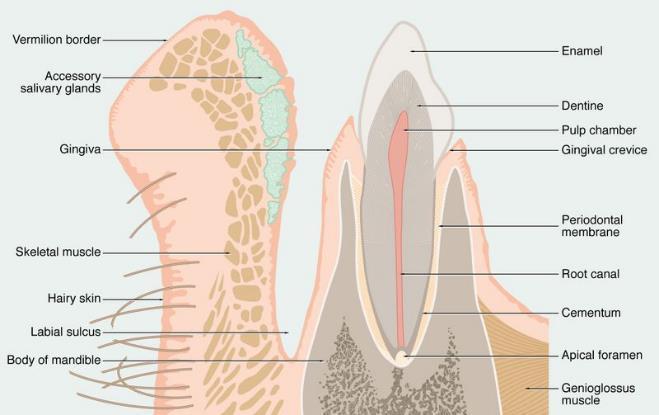 Ústní dutina (Cavitas oris) rty pars cutanea pars intermedia glandulae sebaceae pars mucosa glandulae labiales m. orbicularis oris (n.