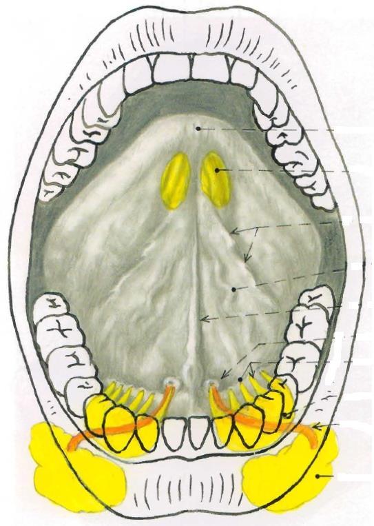 Jazyk stavba dorsum papillae radix tonsilla lingualis malé mandličky oddělené přepážkou každá část má svoji kryptu facies inferior linguae frenulum plica sublingualis ústí malých podjazykových
