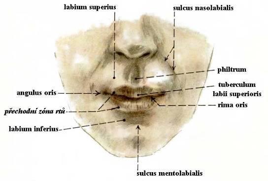 Obličej = Facies labia oris (sup.+ inf.