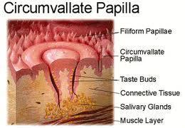Chuťové pohárky (Gemmae gustatoriae) všechny papily (kromě papillae