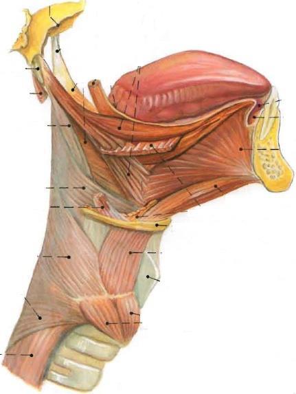 Extraglosální svaly jazyka inervace n. hypoglossus m.