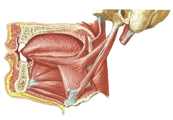 Extraglosální svaly jazyka m. styloglossus m.