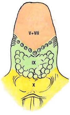Jazyk cévy a nervy Tepny: a. carotis ext. a. lingualis Žíly: v. lingualis, v. comitans n. XII v. jugularis int.