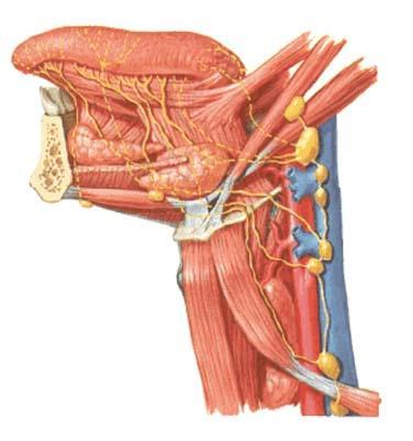 Jazyk mízní odtok nodi lymphoidei cervicales profundi špička n.l. submentales okraje n.l. submandibulares tělo, hřbet n.