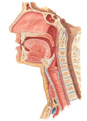 Hltan (Pharynx) svalová trubice C1-C6 (12-15 cm) 3