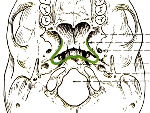 Hltan pars nasalis fornix fascia pharyngobasilaris sinus Morgagni recessus pharyngeus Luschkae (zbytek po notochordu) nosní mandle (tonsilla
