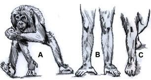 Do adaptace postkraniálnícho skeletu archaických australopitéků na bipedální lokomoci dle Conroy (1997) patří: klouby kyčelní (articulationes coxae) a křížokyčelní (articulationes sacroiliacae) byly