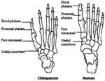 A - Gorila pobřežní (Gorilla gorilla) B - Gorila horská (Gorilla beringei beringei) C - Šimpanz učenlivý (Pan troglodytes) D - Homo sapiens sapiens Obr.