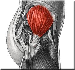 vast.med.sin 2.3.1 Musculus gluteus medius Musculus gluteus medius (střední hýžďový sval) je velmi širokým a objemným svalem, který se nachází pod velkým hýžďovým svalem (viz obr. 12).