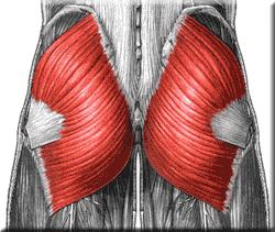Musculus gluteus medius umožňuje sklon pánve a při tom působí v tomto spojení: m. gluteus medius m. gluteus minimus m. oblique abdominis m. erector spinae m. quadratus lumborum mm.