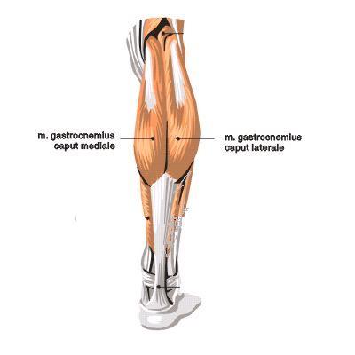 také spojnici mezi pánví a femurem: os ilium m. gluteus maximus femur m. iliacus os ilium femur m. psoas major lumbální páteř os sacrum os ilium (Véle, 2006). 2.3.