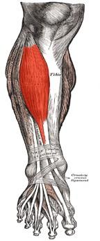 Musculus gastrocnemius umožňuje odvíjení nohy při chůzi a je součástí dlouhého řetězce, který se táhne po celé délce těla: m. triceps surae m. gracilis m. semitendinosus m. sartorius mm.