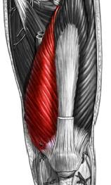 2.3.5 Musculus vastus medialis Musculus vastus medialis vytváří ventromediální část distální poloviny stehna. Svalové snopečky, které jej tvoří, běží šikmo dopředu dolů. Zpředu je částečně kryt od m.