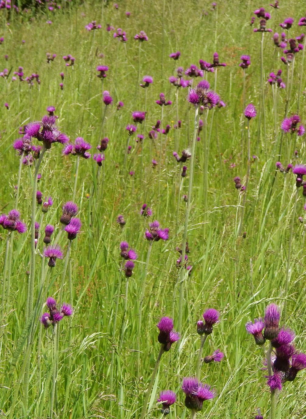 cyanus) [foto M. Sochor, 14. VI. 2014]. Obr.