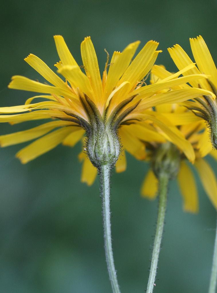 succisifolia), Lužná u Vsetína [foto M. Sochor, 13. VI. 2014]. Obr.