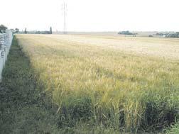 umístěn na klidné ulici, s garáží ZP 471 m 2, zahrada 238 m 2