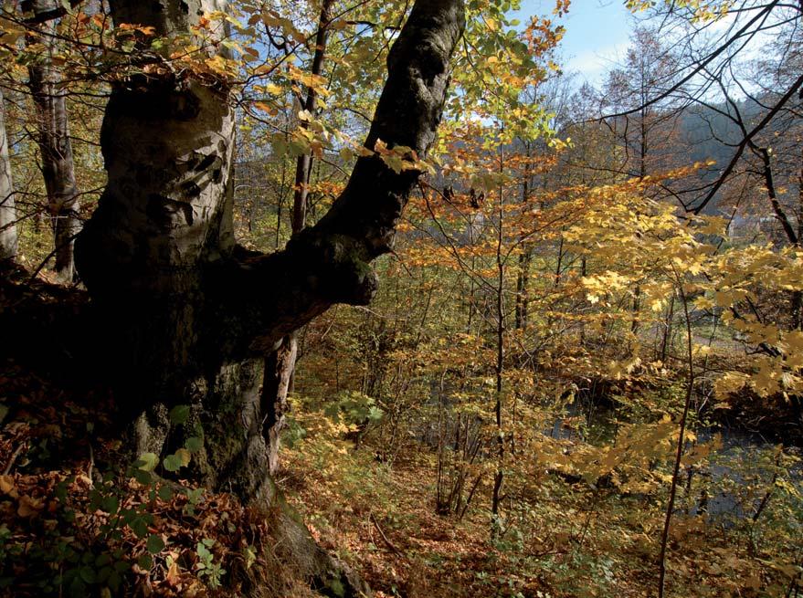 Líska občanské sdružení pro environmentální