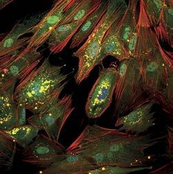 biochemii/molekulární biologii Specialista řízení projektů Stáž pro seniorního výzkumníka Stáž v imunologii centrálního nervového
