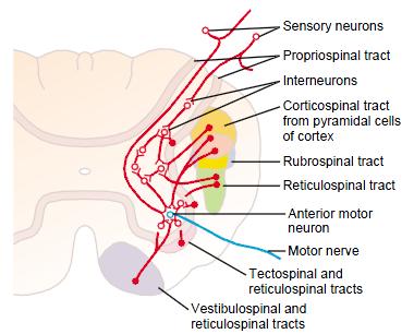 Konvergence B. z více zdrojů Interneurony v míše: 1. Vlákna z periferie 2. Signály z proprioceptorů 3. Kortikospinální vlákna 4.