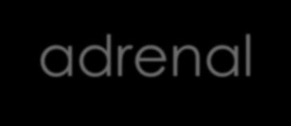 Kongenitální hyperplázie nadledvinek (Congenital adrenal hyperplasia = CAH) (Adrenogenitální syndrom) AR dědičnost, 1:14 500 (Evropa 1:5 500 17 000) 95% -