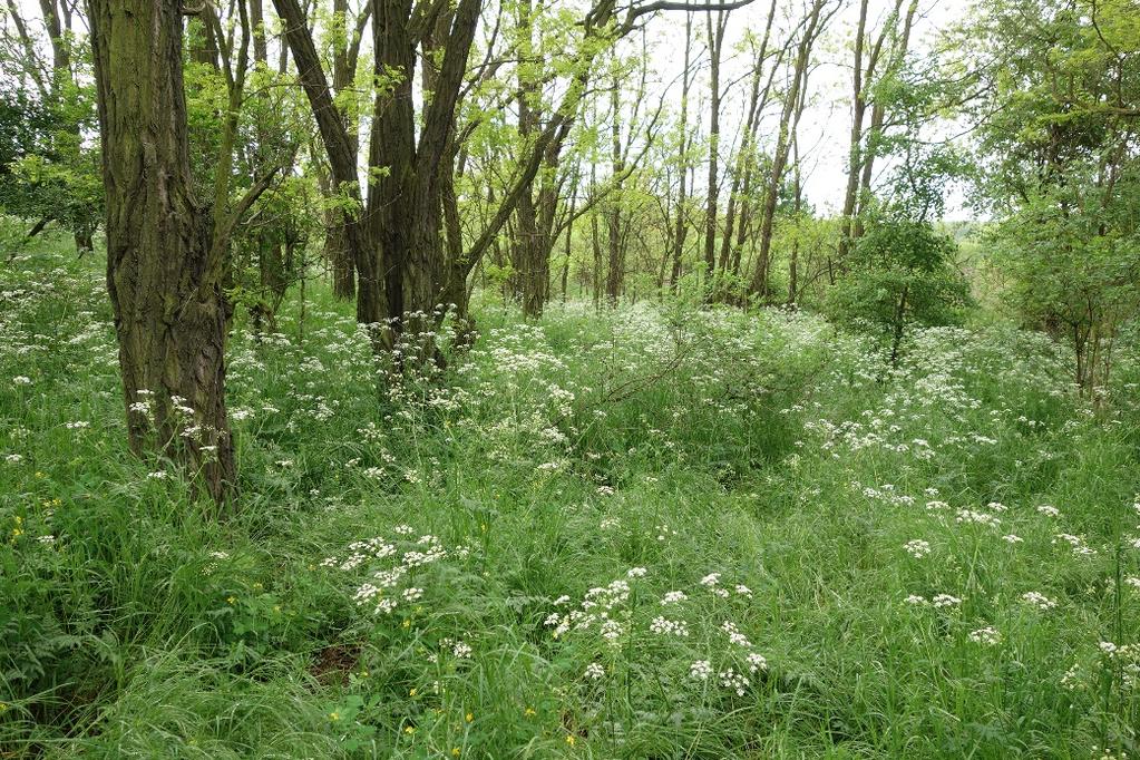 V podrostu akátiny dominuje jen několik málo druhů (kerblík lesní, svízel přítula, ovsík vyvýšený, krabilice zápašná, vlaštovičník větší, kopřiva dvoudomá, sveřep jalový, kakost smrdutý, kuklík