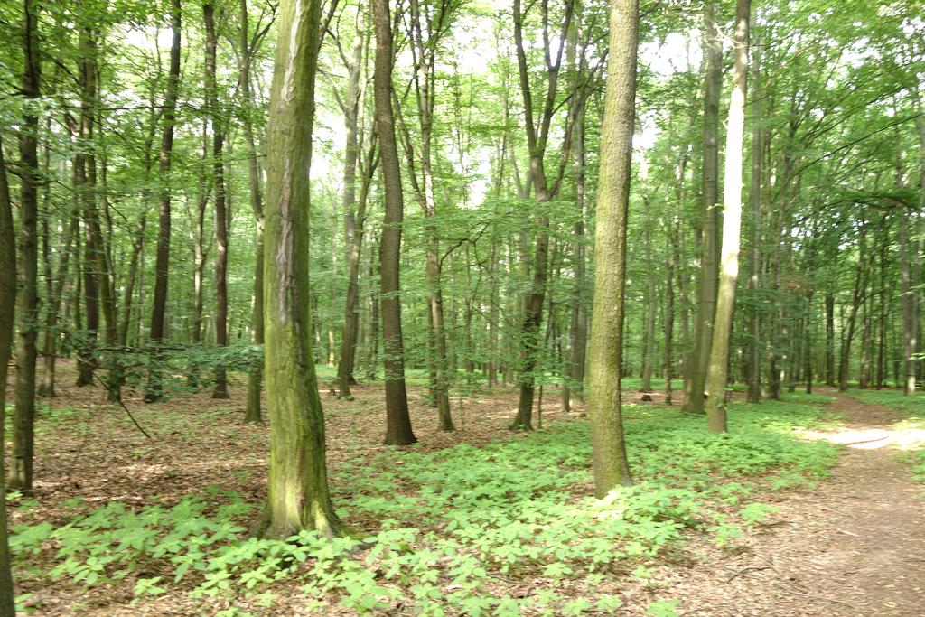 Obrázek 10: Lokalita 3A - charakter lesních porostů dubohabřin v Kozineckém háji.