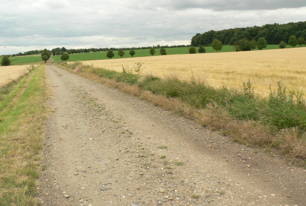 Byl zde zaznamenán také výskyt teplomilných druhů, srpku obecného a brutnáku lékařského.