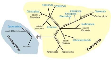SINICE ŘASY Sinice (Cyanophyta) prokaryotní organismy nemají jádro a chromatophory zvláštní struktury: aerotopy válcovité mnohostěny uvnitř buněk, na průřezu připomínají plástve, naplněné plynem