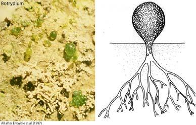 Krásnoočka (Euglenophyta) půdní, dno vypuštěných rybníků Nemají buněčnou stěnu, ale