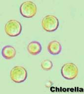 Chlorella (zelenivka) Scenedesmus quadricauda Desmodesmus