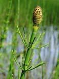 Přeslička říční (Equisetum fluviatile)