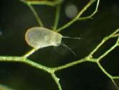 1 Bublinatka (Utricularia) rod