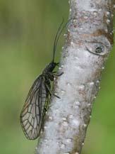 MEGALOPTERA STŘECHATKY MEGALOPTERA