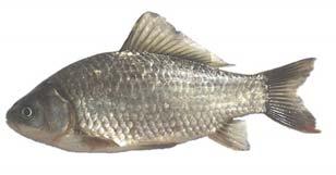 nebo konvexní (vykrojená)