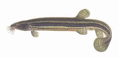 (Misgurnus fossilis)