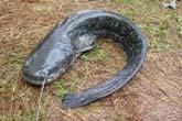 velký (Silurus glanis)
