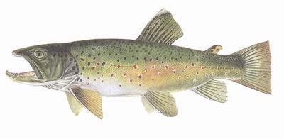 pstruh obecný (Salmo trutta)