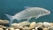 ) lipan podhorní (Thymallus