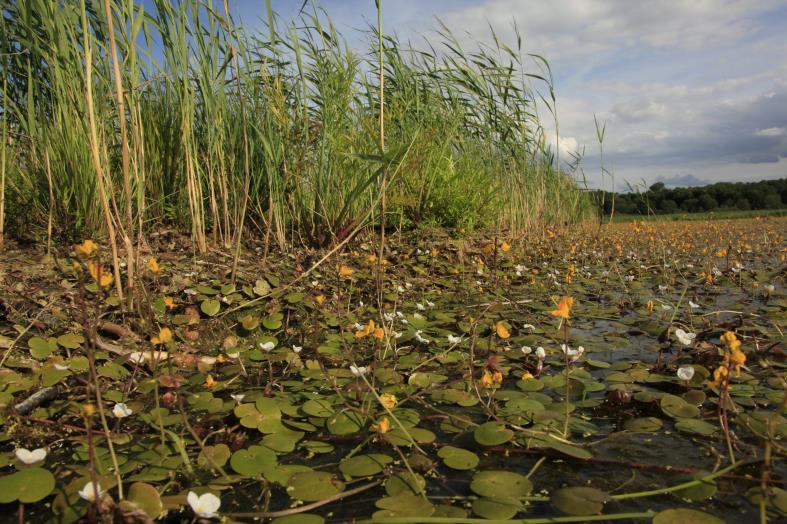Zlepšování stavu přírody a krajiny, oblasti podpory 6.2 Obnova biodiverzity.